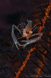 Shrimp (Palaemonella pottsi) on a feather star. Nikon D30... by Michael Henke 